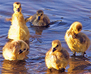 ducklings gather at the water's edge, Fairy Lake, Prospect Park, Acton