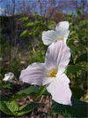 Trillium - Ontario's provincial flower