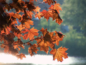 Maple leaves looking out onto Fairy Lake in Prospect Park, Acton