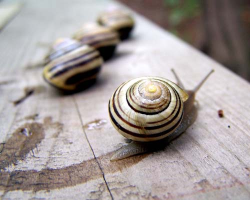 snails creep across a bridge rail