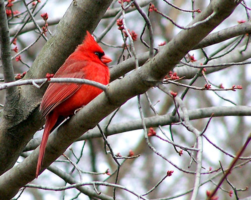 cardinal bird (red) in tree. High Park zoo, Toronto, Ontario