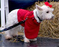 dog on float Acton Santa Claus parade