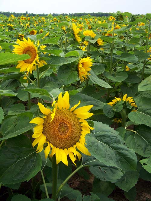 Field of Sunflowers growing in a field in Innisfil, Ontario