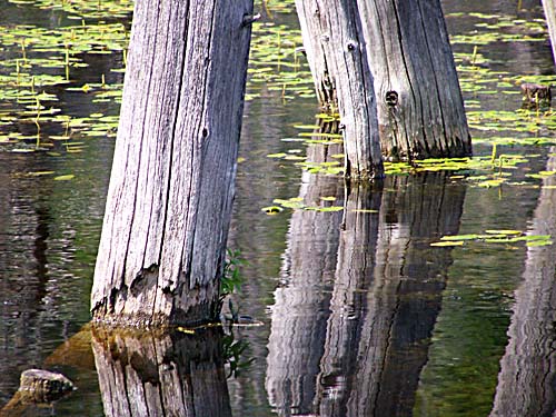 dead trees in a swamp