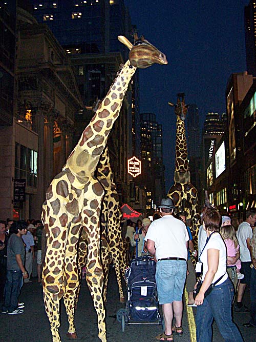 2008 Toronto Just for Laughs Festival - herd of giraffes in the street during the evening