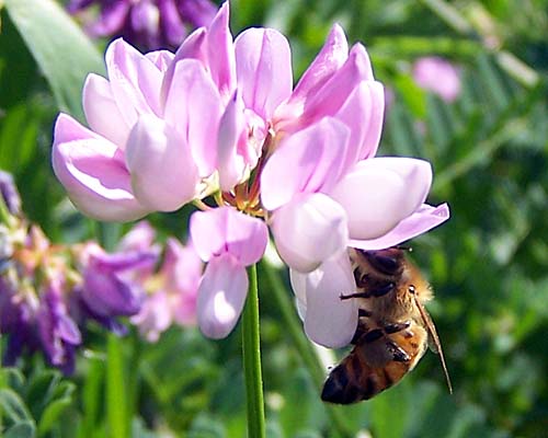 bee polinating a flower