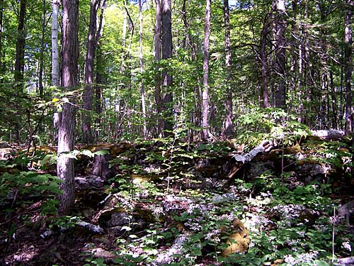 Hilton Falls Conservation Area,  Conservation Halton - forest