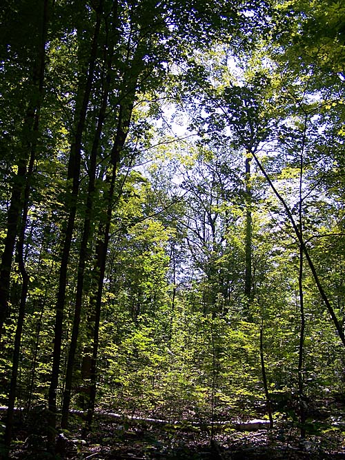 forest green trees