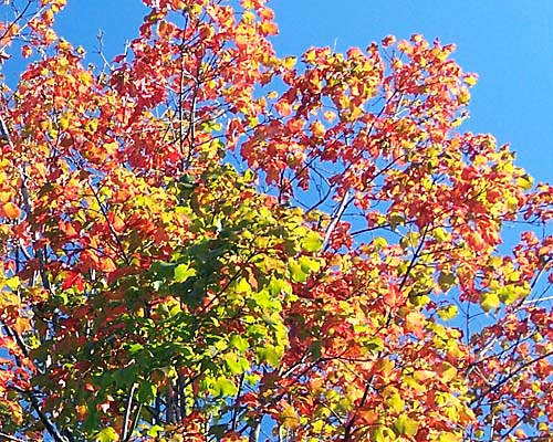 fall colour leaves