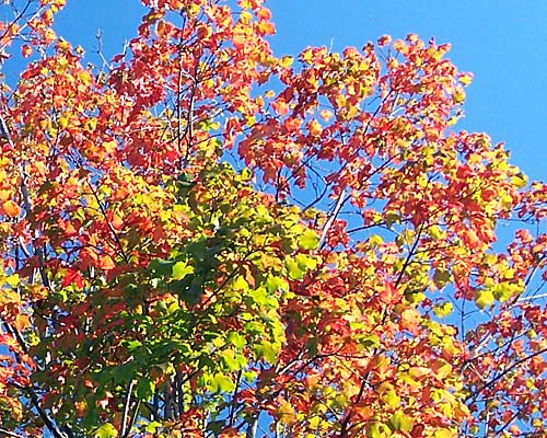 fall colour leaves