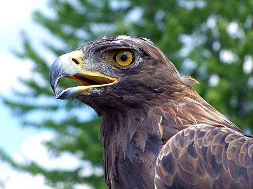 Raptor, bird of prey