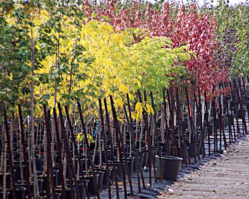 Sheridan Nurseries in Glen Williams. Trees in pots lined up in the sun while leaves are turning fall colours