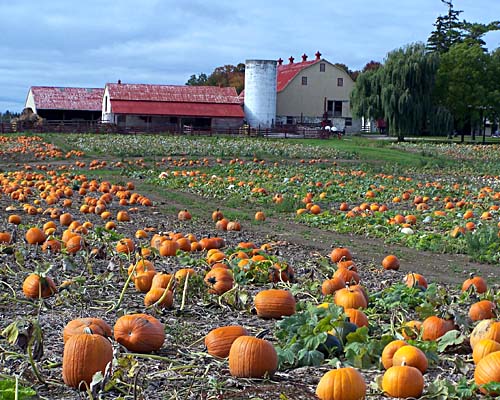 Allison's Farm Market - field of pumpkins and barn, Georgetown, Ontario