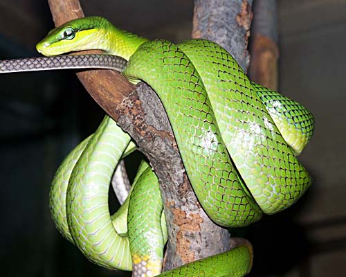 Toronto Zoo - green snake in tree