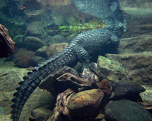 Toronto Zoo - alligator in water