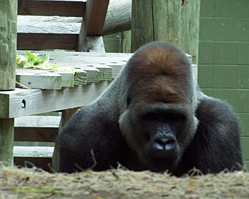 Toronto Zoo - gorilla