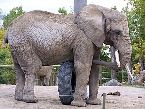 Toronto Zoo - elephant plays with a tire