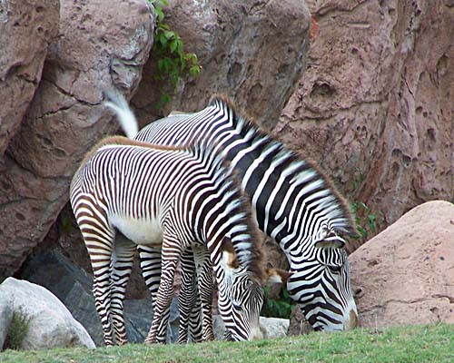 Toronto Zoo - zebra mom and colt