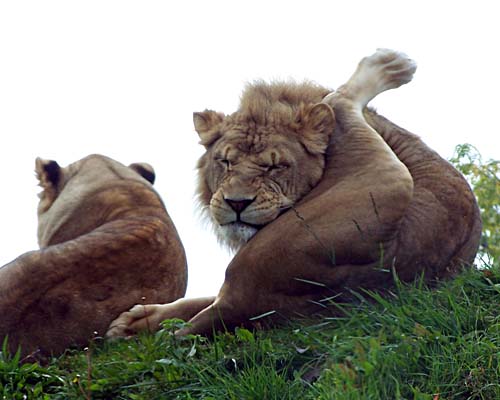 Toronto Zoo - lions