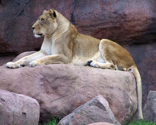 Toronto Zoo - lioness
