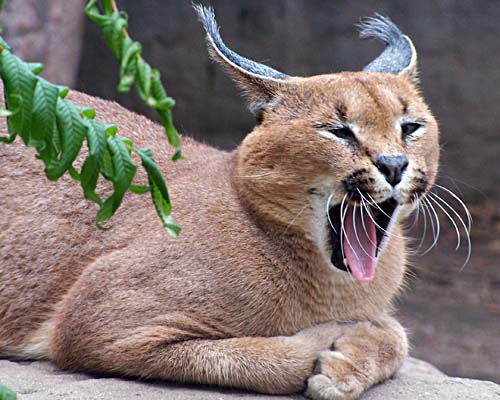 Toronto Zoo - lynx has a yawn