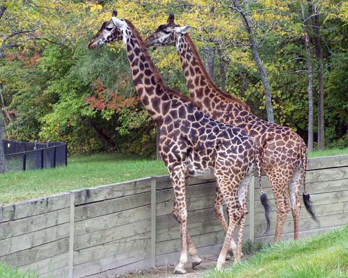 Toronto Zoo - pair of giraffes