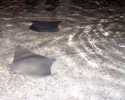 Toronto Zoo - stingrays in in Stingray Bay