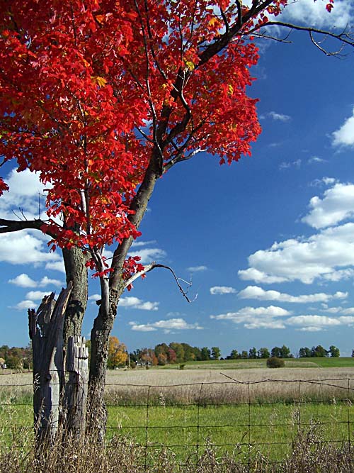 fall tree in front of farm field