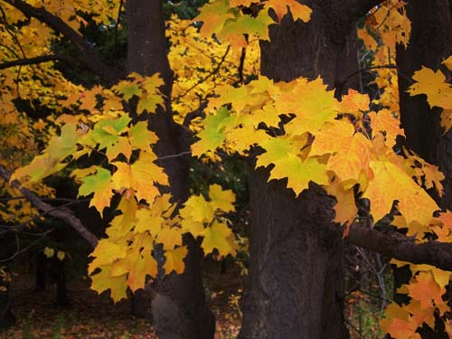 yellow maple leaves in fall