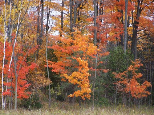 fall leaves