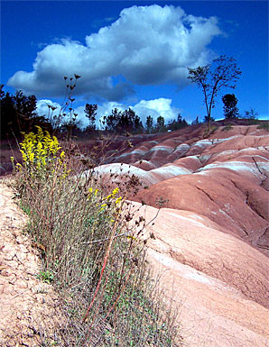 Cheltenham Badlands, Caledon, Ontario. Sometimes things grow in the badlands.