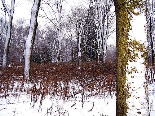 Snow in trees, Acton, Ontario - Dec 2006