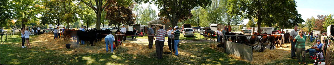 Cows at the 2008 Acton Fall Fair, panorama (autostitch)