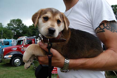 2008 Fergus Truck Show - puppy at the show with the big rigs