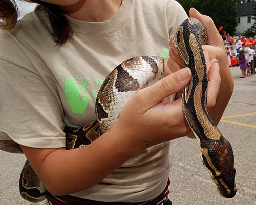 2008 Acton Leathertown Festival - ball python even closer