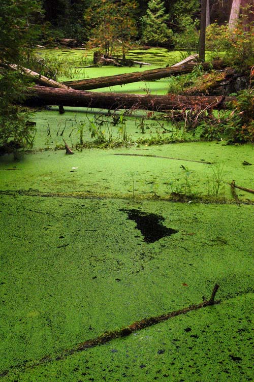 Rockwood Conservation Area GRCA - inside the forest are a couple of depressions with ponds covered in green stuff