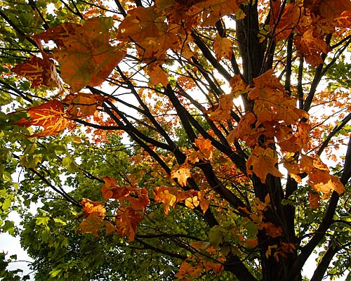 fall tree