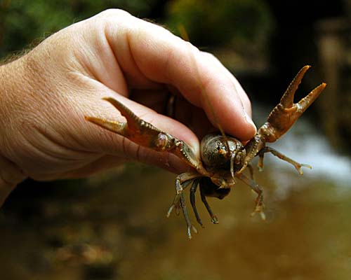 large crayfish from Silvercreek, Halton Hills
