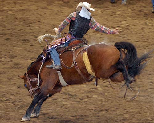 cowboy on a bucking bronco, Ontario Dodge Rodeo at Mississauga's Hersheys Centre