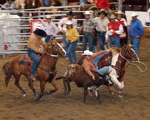 2008 Ontario Dodge Rodeo tour, Mississauga's Hershey Centre - calf wrestling