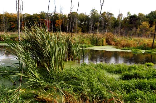 Black Creek tributary in early fall 2008