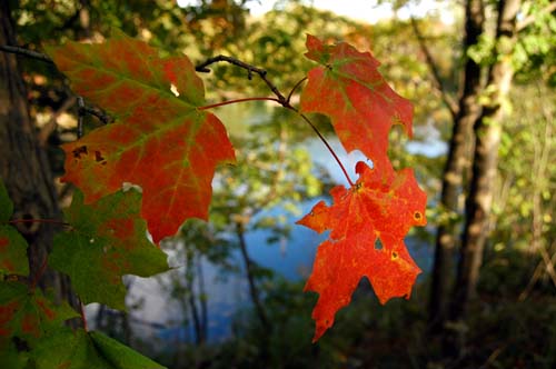 maple leaves turning colours in early fall at Frog pond, Acton