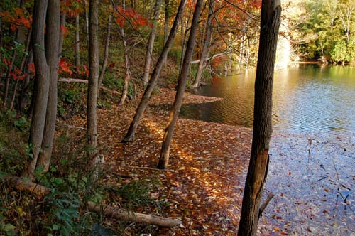 Frog pond in early fall, Acton