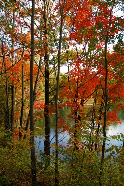 Frog pond in early fall, Acton