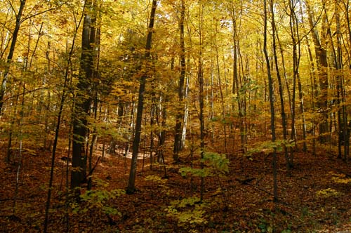 leaves of yellow on hill