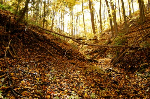 trees with yellow leaves in fall on hill with a creek