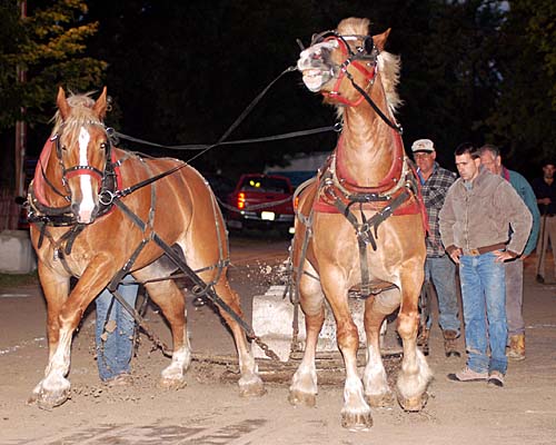 2007 Acton Ontario Fall Fair. Heavy horse pull competition - a set of big horses start their pull and struggle against the load