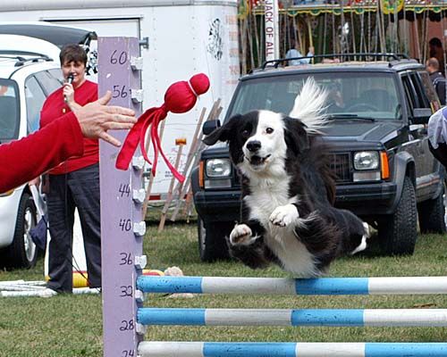 2007 Acton Ontario Fall Fair. A dog jumps during the canine team competition