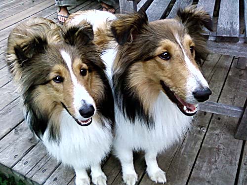 two sheltie puppies