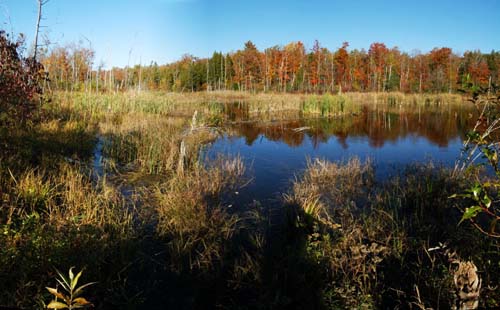 small lake/swamp on the niagara escarpment in fall